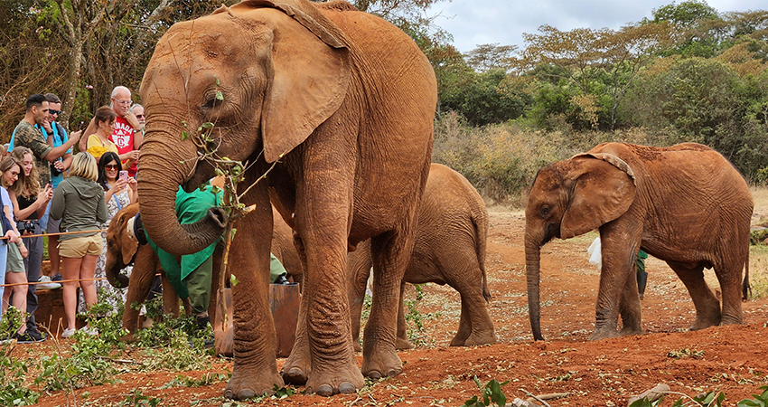 David Sheldrick, Giraffe Centre, and Bomas of Kenya Tour